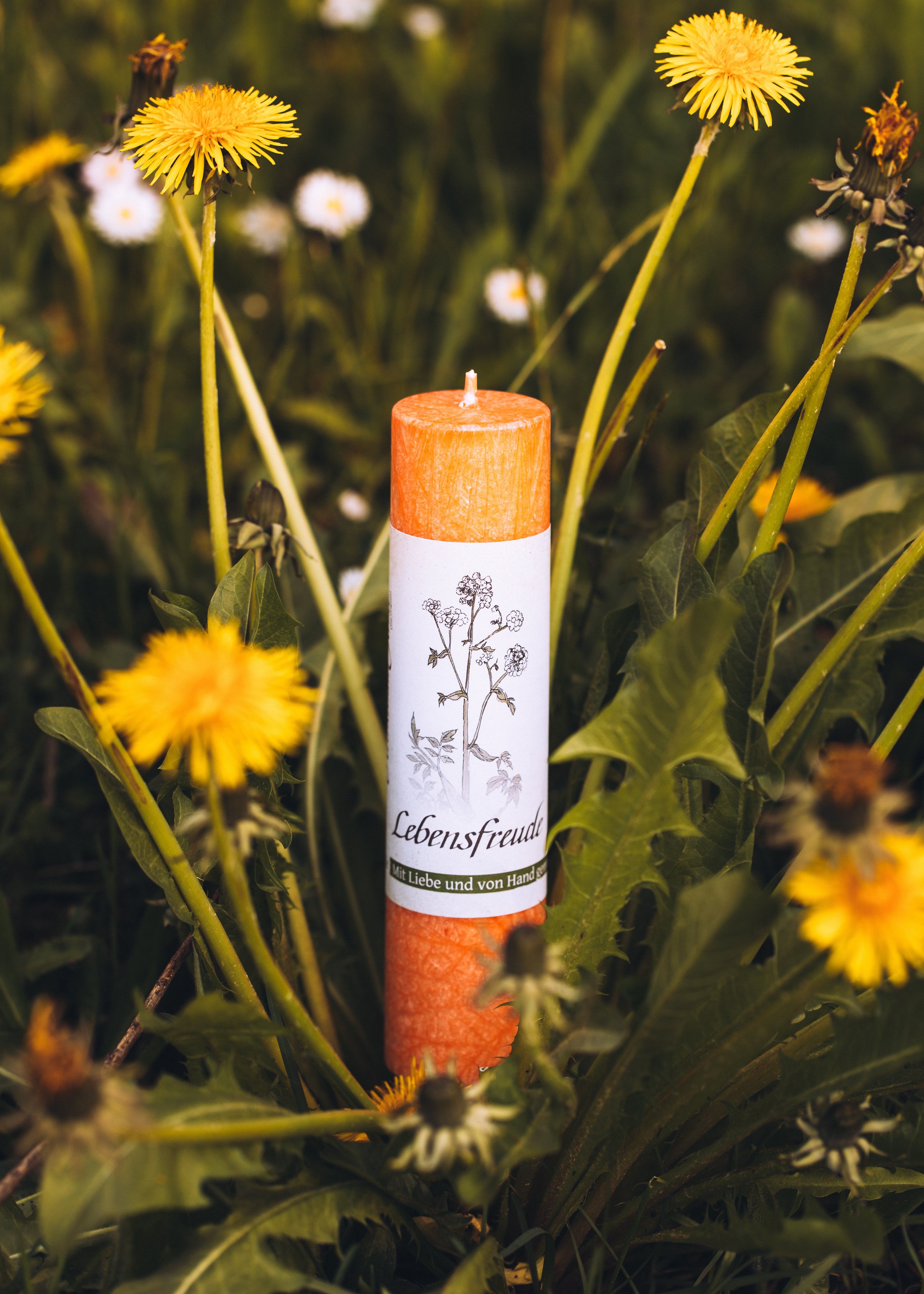 Allgäuer Heilkräuterkerze auf Blumenwiese mit Löwenzahnblumen stehend
